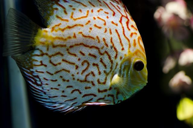 熱帯魚の病気を症状別に解説！魚の泳ぎ方・体表の変化と治療・対処法