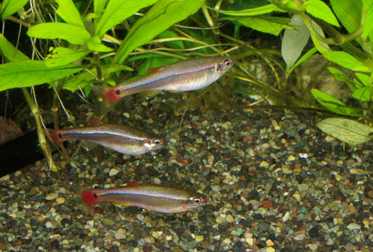 水草と砂利の水槽内を泳ぐ3匹の小型熱帯魚