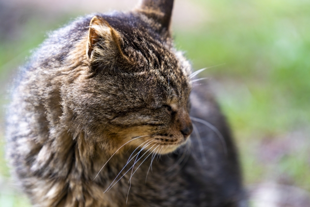 屋外の草地で目を閉じて佇むキジトラ柄の猫の横顔