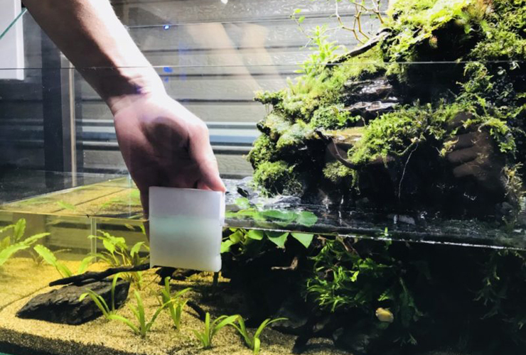 アクアテラリウムの水槽壁面を掃除する人の手と水草