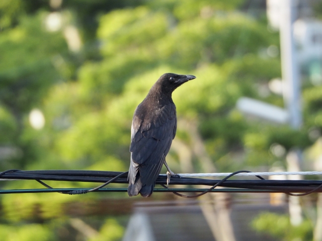 電線に止まり周囲を見渡す黒いカラスと背景の緑の木々