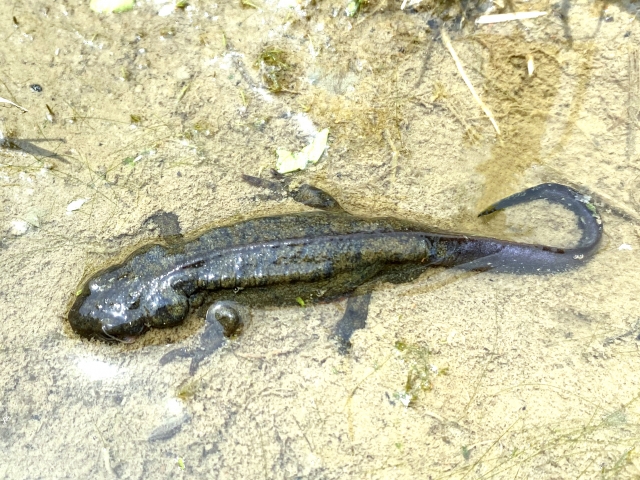 浅い水辺の泥の上にいる黒褐色のサンショウウオの仲間