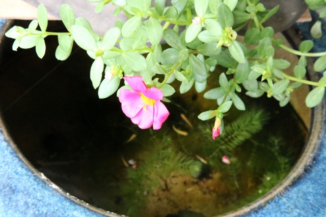 ピンクの花が咲く植物と水槽内のメダカと水草