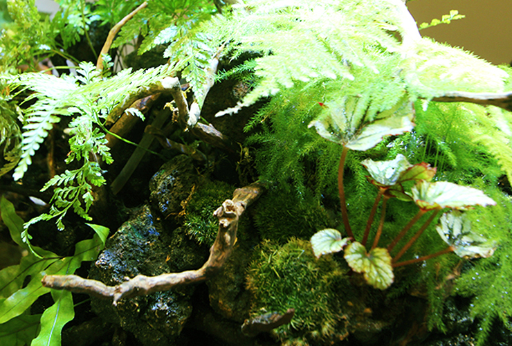 流木と石に活着したシダ植物や苔のアクアテラリウム