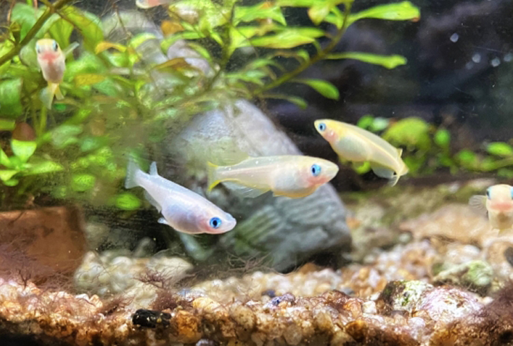 水草と石を背景に泳ぐ数匹のメダカと底砂の風景