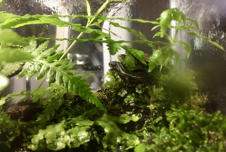 苔の上に佇むイモリとシダ植物が茂るパルダリウム