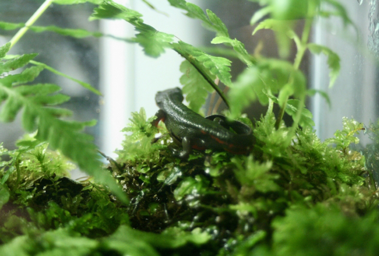 苔の上にいるイモリとシダ植物のテラリウム