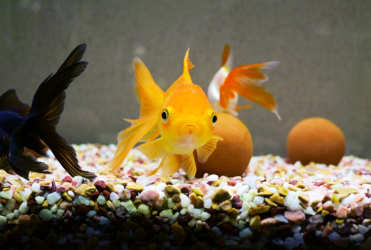 砂利を敷いた水槽で泳ぐ金魚と黒出目金と丸い置物