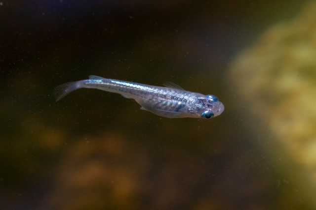 暗い水槽内を泳ぐ銀色のメダカの稚魚