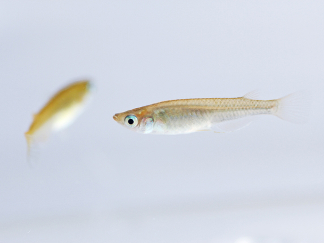 白い背景を泳ぐ2匹のメダカの横顔