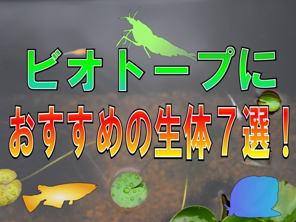 ビオトープにおすすめの生体7選！飼いやすい魚・エビ・貝をまとめましたのサムネイル画像