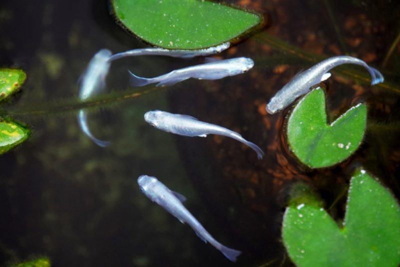 睡蓮鉢の浮き草の間を泳ぐ数匹の白いメダカ