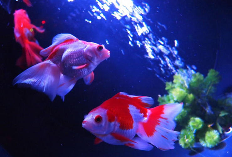 青い照明の水槽内を泳ぐ紅白の金魚と水草の気泡
