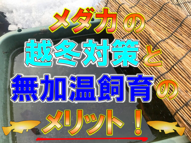 メダカの越冬対策と無加温飼育のメリットの見出し画像