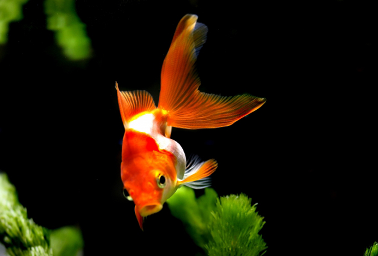 黒い背景で水草の間を泳ぐ赤と白の琉金型の金魚