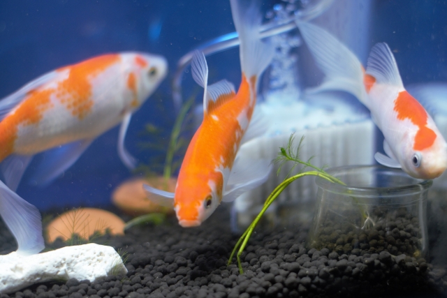 水槽内を泳ぐ紅白の金魚と投げ込み式フィルター