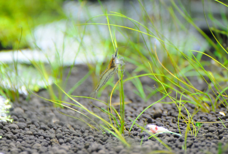 ソイルに植えられた水草と透明なエビの仲間