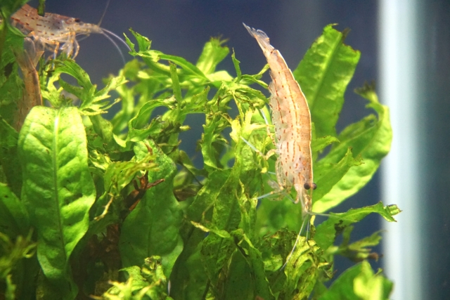 水草の葉の上に乗る2匹の淡水エビと緑色の水草