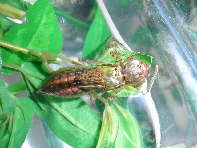 人工植物の葉に掴まるヤゴの抜け殻