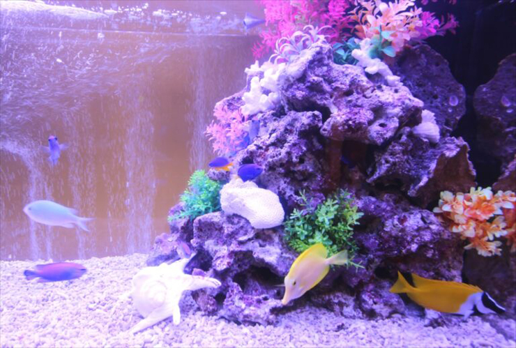岩組と人工水草を泳ぐ海水魚とサンゴ砂の水槽内景