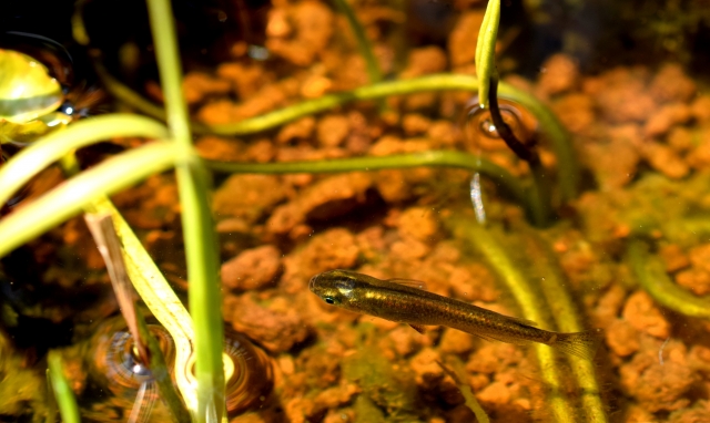 赤玉土と水草の隙間を泳ぐメダカの俯瞰画像