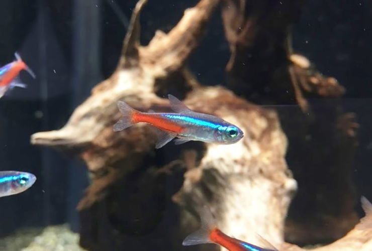 流木の前を泳ぐネオンテトラの仲間と小型カラシン