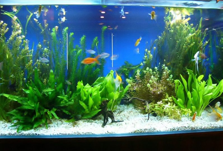 水草が茂る水槽内を泳ぐエンゼルフィッシュと熱帯魚群