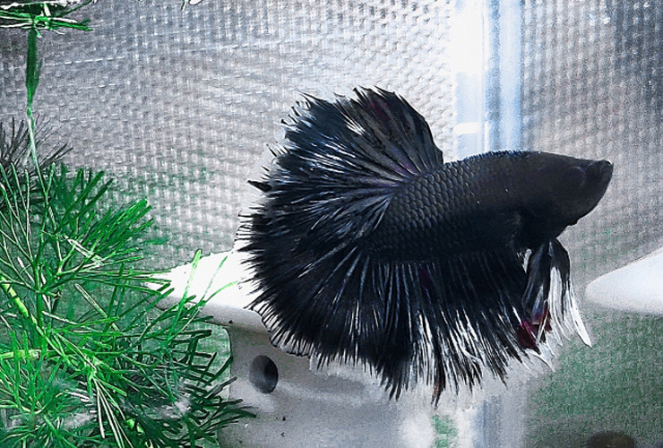 水草の横で大きな鰭を広げる黒いベタの仲間