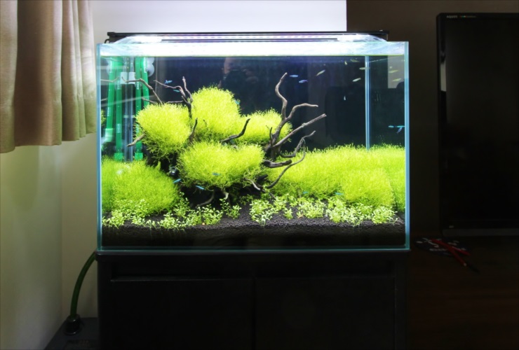 流木と緑の水草が茂る水槽内を泳ぐネオンテトラの仲間
