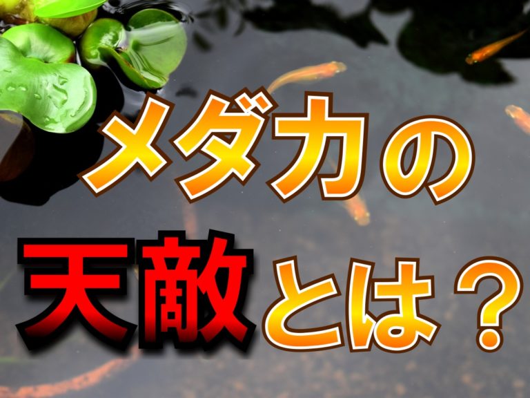 メダカの天敵とは？の文字と水面を泳ぐメダカの見出し画像