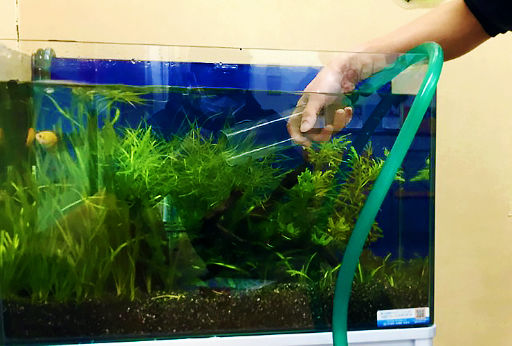 ホースとクリーナーで水草水槽を掃除する人の手元
