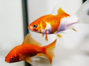 金魚の人気で初心者が飼いやすい種類ベスト10!プロが選ぶ丈夫な品種