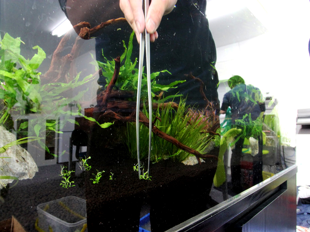 ピンセットで水槽の底砂に水草を植える手元