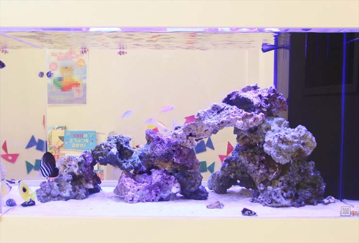 ライブロックを組んだ海水魚水槽と泳ぐ熱帯魚の群れ