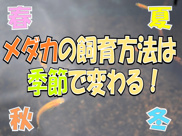 メダカの飼育方法は季節で変わる!春夏秋冬それぞれのコツと注意点とは!のサムネイル画像