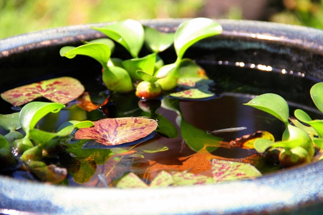 睡蓮鉢に浮かぶ水草と泳ぐメダカのビオトープ