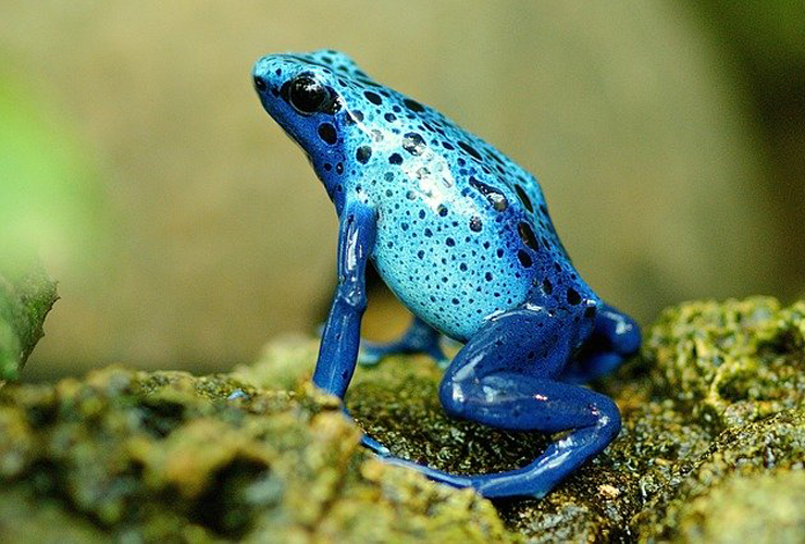 黒い斑点模様がある青色のヤドクガエルの仲間