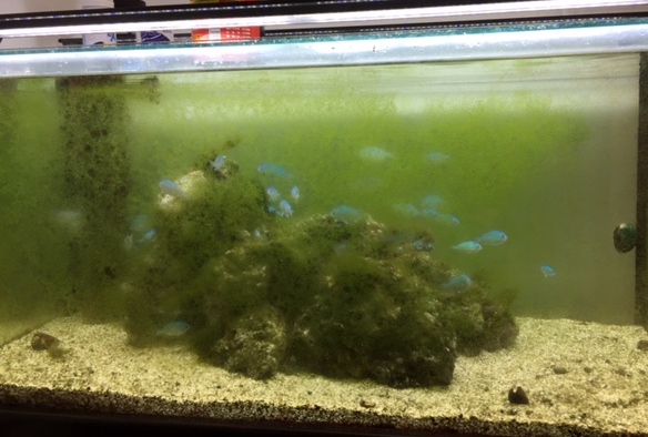 緑色のコケが大量に付着した水槽と泳ぐ青い小型魚群