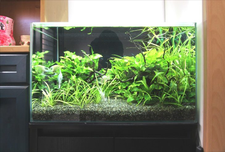 水草が密生する流木レイアウトの淡水熱帯魚水槽
