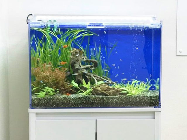 青い背景の水槽で泳ぐ小型魚と流木や水草のレイアウト