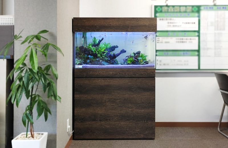 愛知県名古屋市 オフィス 90cm淡水魚水槽 レンタル事例 水槽画像1