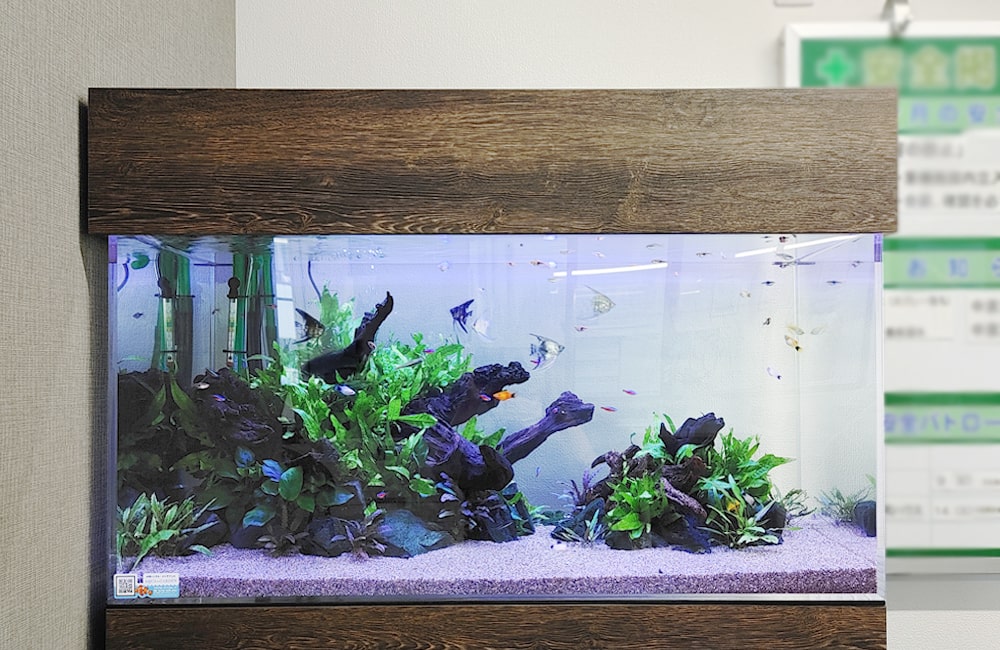 流木と水草を配置したエンゼルフィッシュが泳ぐ水槽
