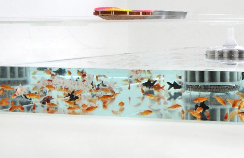 雑誌撮影用にレンタル 150cm 金魚水槽 短期レンタル事例 水槽画像3