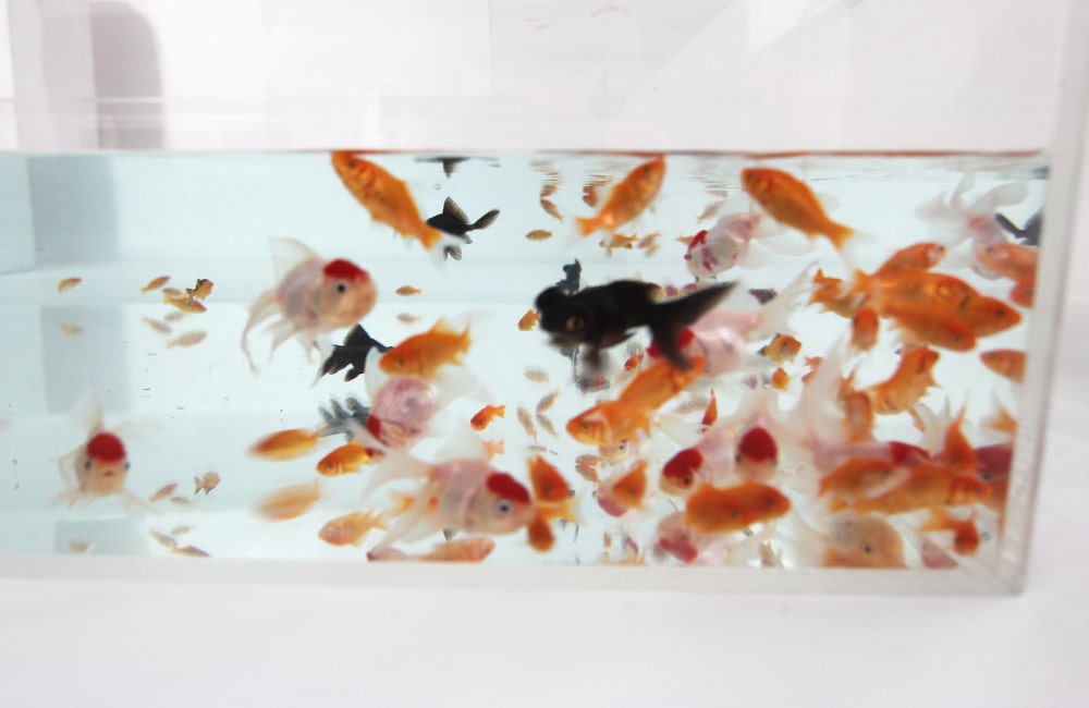 透明な水槽内を泳ぐ赤や黒の多種多様な金魚の群れ