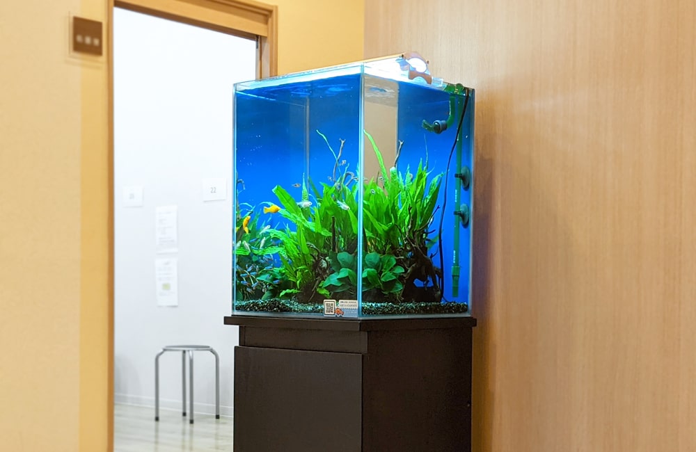 青い背景に水草と小型魚が泳ぐハイタイプ水槽の設置例