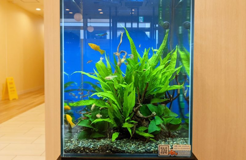 神奈川県 クリニック 30cm淡水魚水槽 水槽レンタル お試しキャンペーン事例 水槽画像4