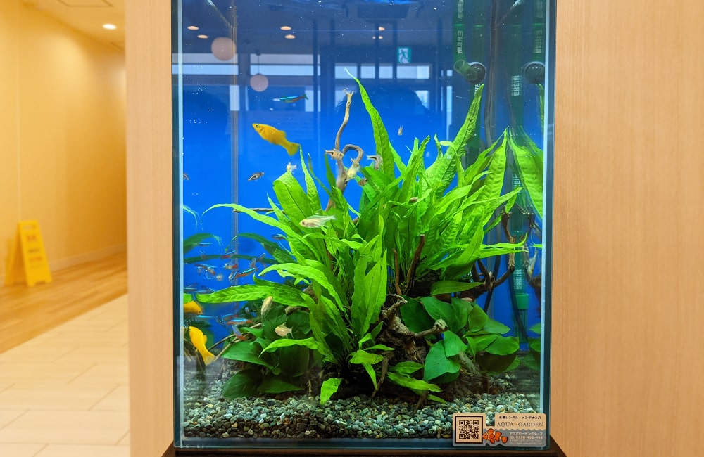 水草と小型熱帯魚が泳ぐ青い背景の縦型水槽
