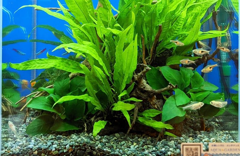 神奈川県 クリニック 30cm淡水魚水槽 水槽レンタル お試しキャンペーン事例 水槽画像5