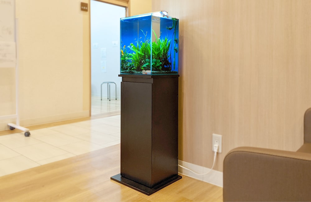 黒い水槽台に設置された水草と小型魚のキューブ水槽