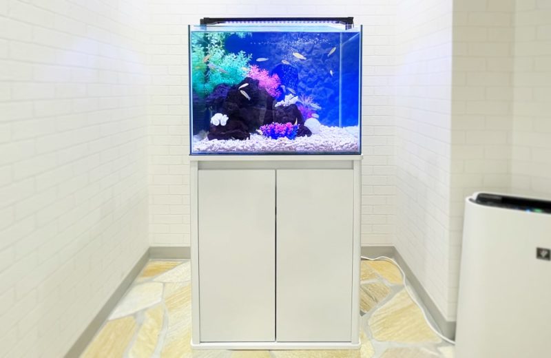法律事務所様 60cm 淡水魚水槽レンタル事例 水槽画像1